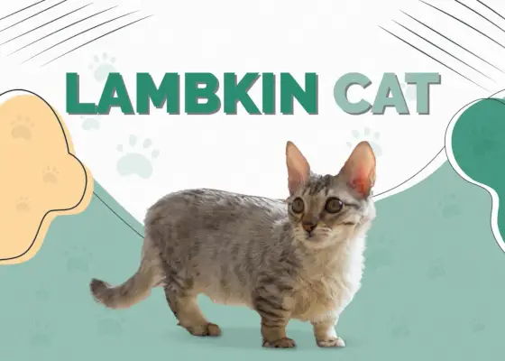 Lambkin Cat (Munchkin e Selkirk Rex Mix): informazioni, immagini, caratteristiche e fatti