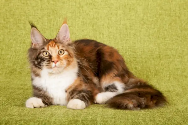 Tortie Maine Coon Cat: fets, origen i història (amb imatges)