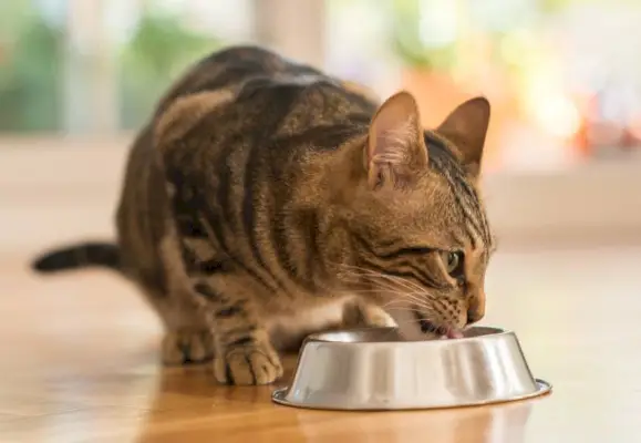 Lindo gato felino comendo em uma tigela de metal