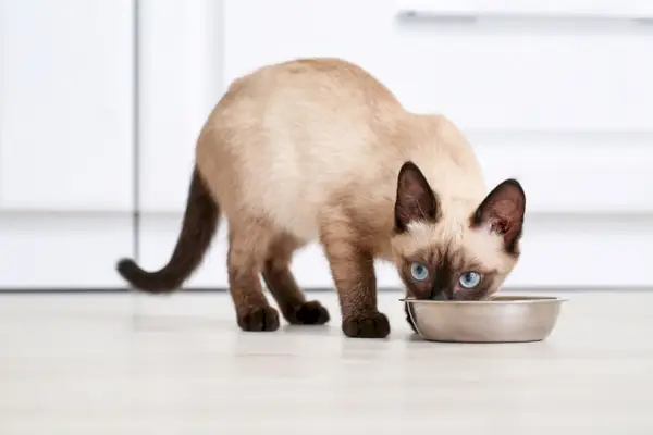 gato siamês comendo comida de tigela em casa