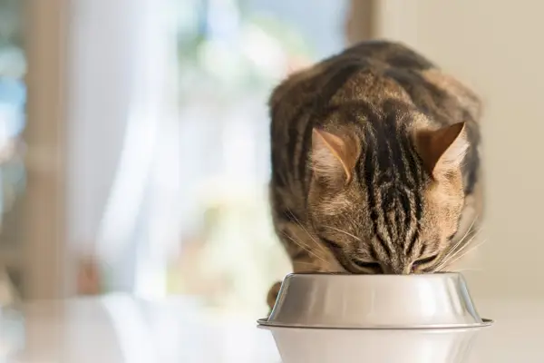 O que devo alimentar para meu gato que está com dieta líquida? 6 ótimas opções