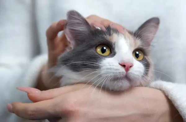 mulher segurando e acariciando um gato ronronando