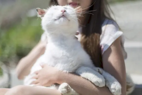 gato branco ronronando