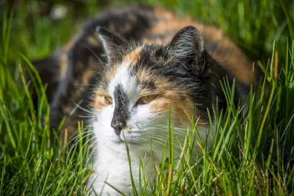 Kaplumbağa Kabuğu Kedi İsimleri