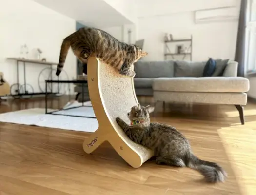 Tony und Cheetah spielen auf dem Hepper Hi Lo Cat Scratcher