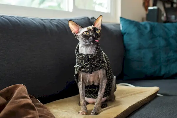 sphynx kat sidder på en varmepude