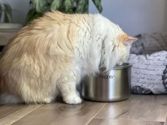 Hepper-Brunnen – Trinkende weiße Himalaya-Perserkatze