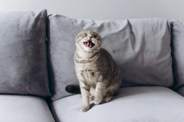 Scottish Fold Katze sehr wütend und aggressiv