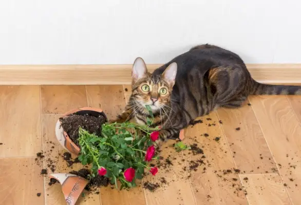 Toyger-Katze hat Blumentopf kaputt gemacht