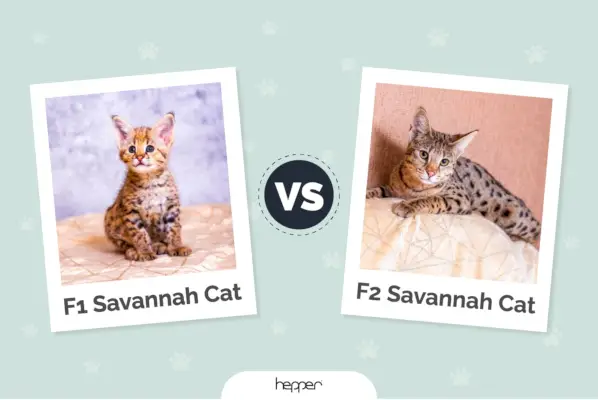 F1 vs F2 Savannah Cat: qual è la differenza? (Con immagini)