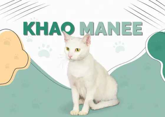 Khao Manee (Diamond Eye Cat)