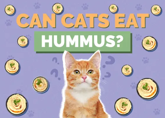 Les chats peuvent-ils manger du houmous ? Informations nutritionnelles et guide de sécurité