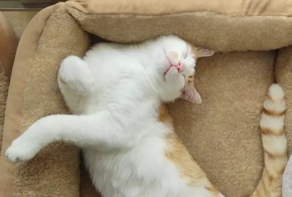 Katze schläft in einer lustigen Position auf einem großen, flauschigen Bett