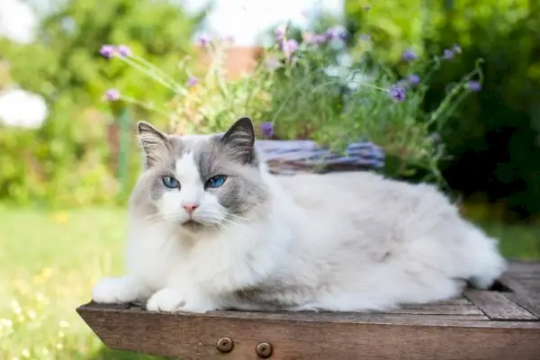 Ragdoll-Katze liegt im Sommer entspannt im Garten