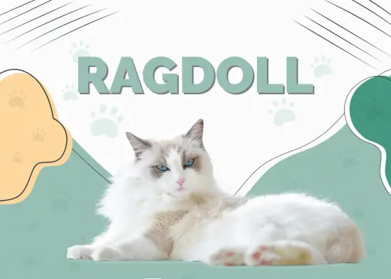 Ragdoll-Katze