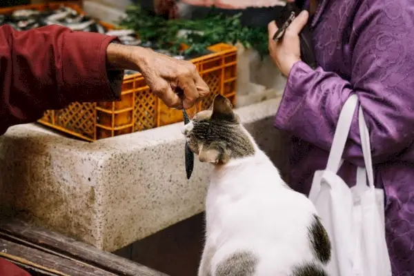 Gato alimentou peixes pequenos no mercado