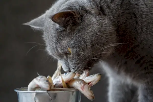 Que tipo de peixe os gatos podem comer? Fatos e perguntas frequentes revisados ​​​​pelo veterinário