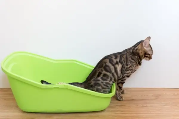 Katze pinkelt in Katzentoilette