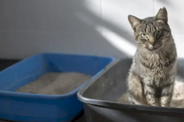 Tabbykatze in einer Katzentoilette