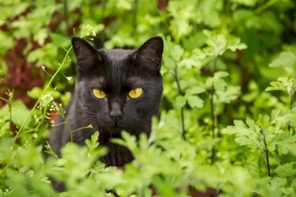 Ernsthaftes Porträt einer schwarzen Bombay-Katze mit gelben Augen