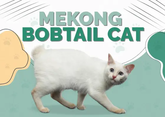 Mekong Bobtail