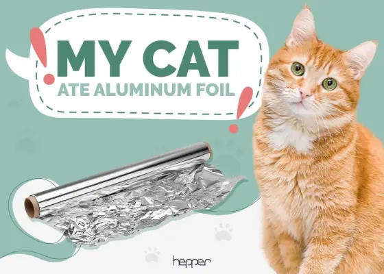 Meine Katze hat Aluminiumfolie gefressen, sollte ich mir Sorgen machen?