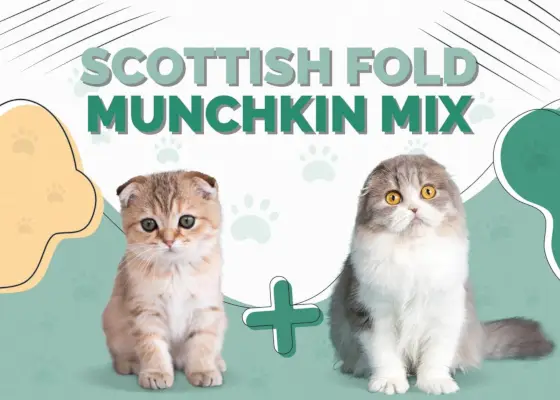 Scottish Fold Munchkin Mix Kat