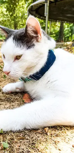 Katze trägt das Traktions-GPS-Tracker-Halsband