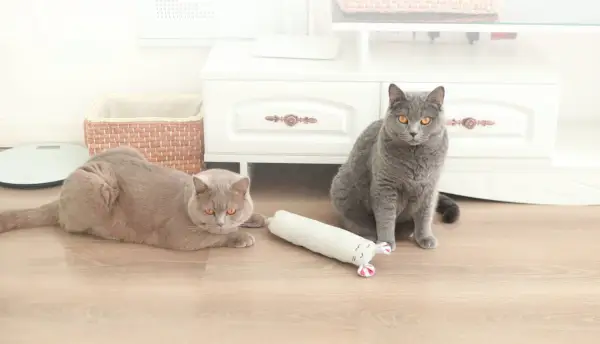 Katzen mit Hepper Plüsch-Maus-Kicker-Spielzeug