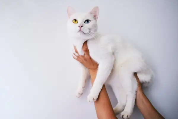 Katze mit Heterochromie hochgehalten