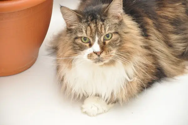 Eine Maine-Coon-Katze liegt neben einem Topf