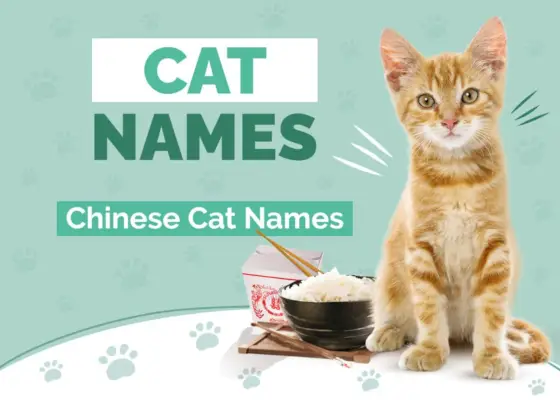 Über 130 chinesische Katzennamen: Unsere Top-Tipps für Ihre Katze (mit Bedeutung)