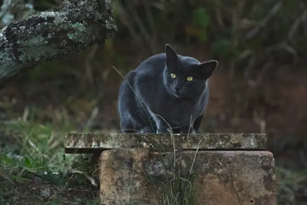 crna mačka sjedi na otvorenom