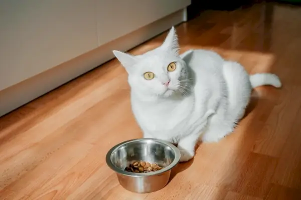 Weiße flauschige Katze beim Fressen