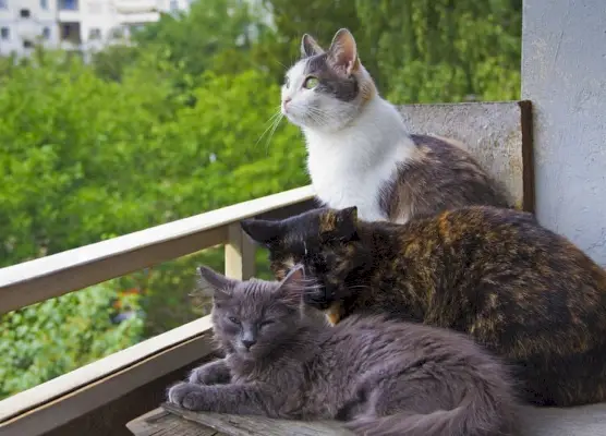 3 verschiedenfarbige Katzen sitzen auf dem Balkon