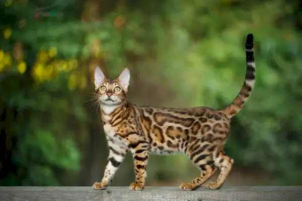 Bengalkatze läuft auf Planke im Freien