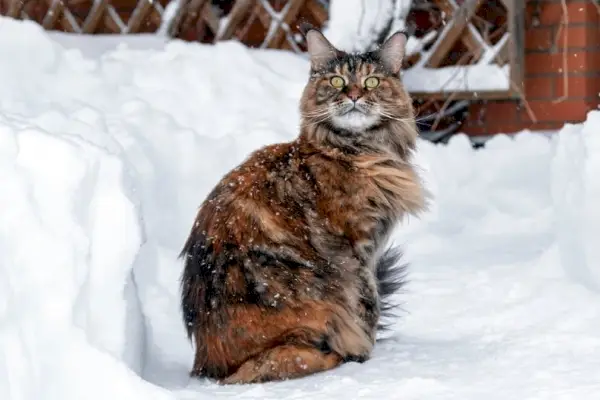 Maine Coon-katt sitter på snöig frusen bana