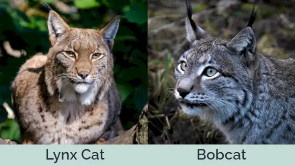 Lynx_Bobcat_SidebySide, Historia de salto