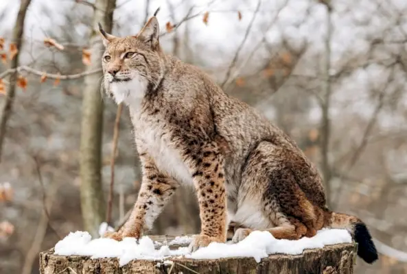 lince canadiense