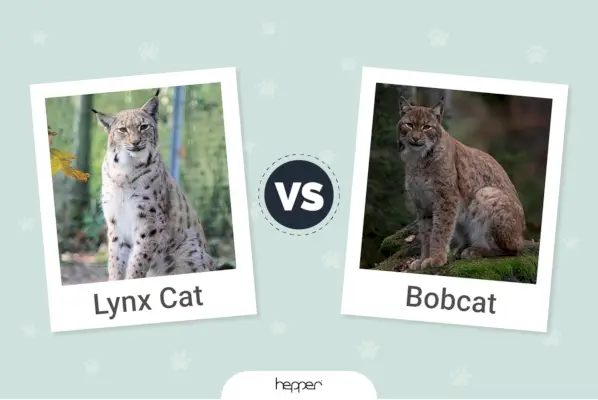 LynxvsBobcat_Imagen destacada