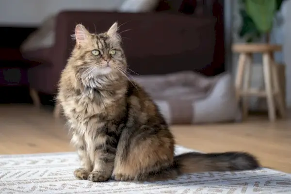 un gato atigrado maine coon en casa