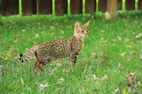 Savannah-Katze im Freien