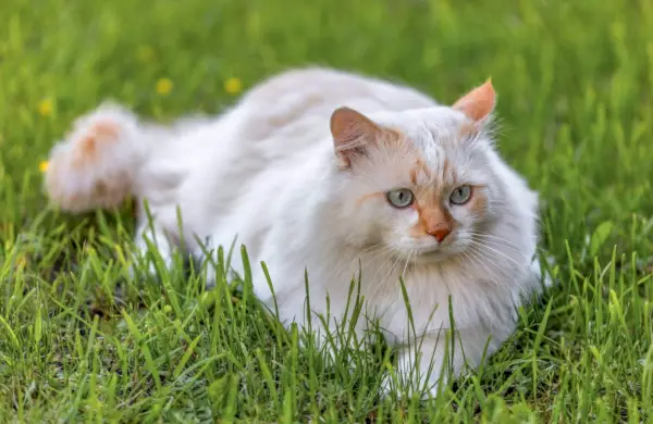 Vorderansicht der türkischen Van-Katze