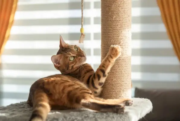 Bengalkatze spielt mit einem Kratzbaum im Wohnzimmer