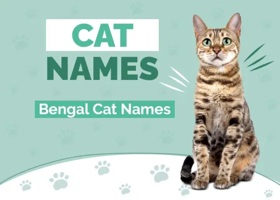 Bengaliska kattnamn