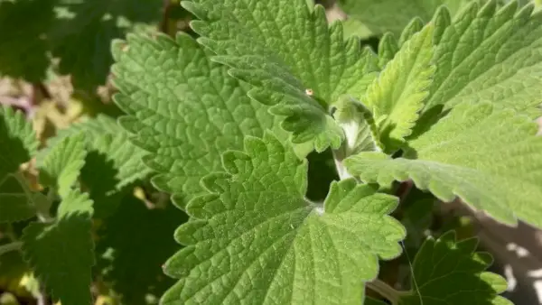 マタタビの植物