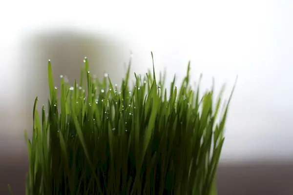 gros plan de l'herbe à chat