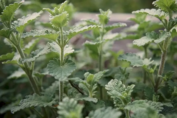 plantes de cataire