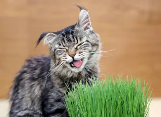 chat mangeant et appréciant l'herbe à chat