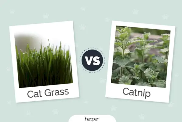 Cat Grass vs Catnip: Forskelle og oversigt